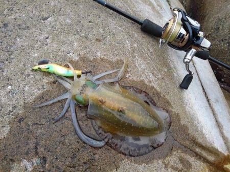 越前海岸でエギング